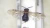 Eutomostethus ephippium